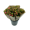 BQ Mono Pioenen Roze x5