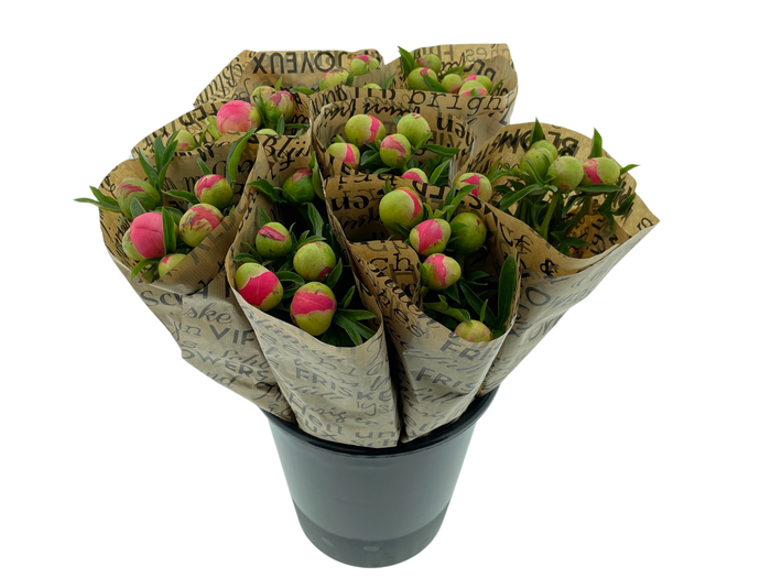 <h4>Mono Pioenen Zalmroze x5 in broodpapier</h4>