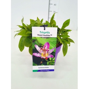 Tricyrtis formosana