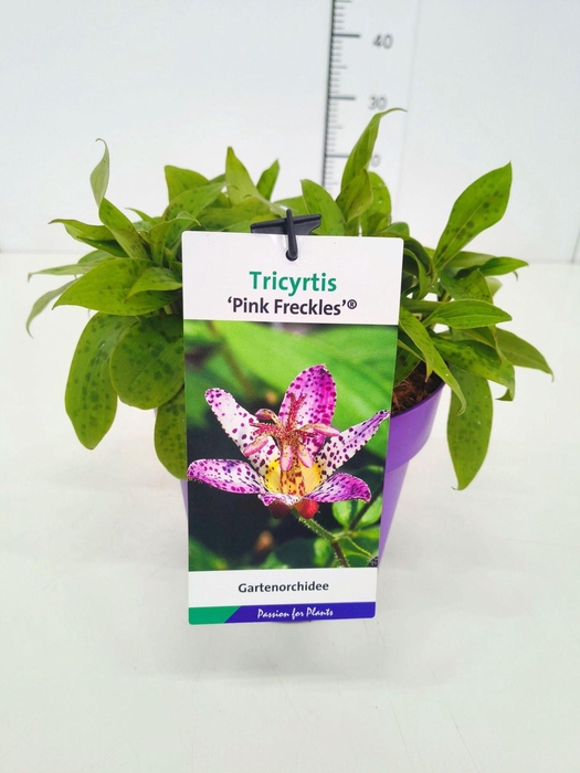 <h4>Tricyrtis formosana</h4>