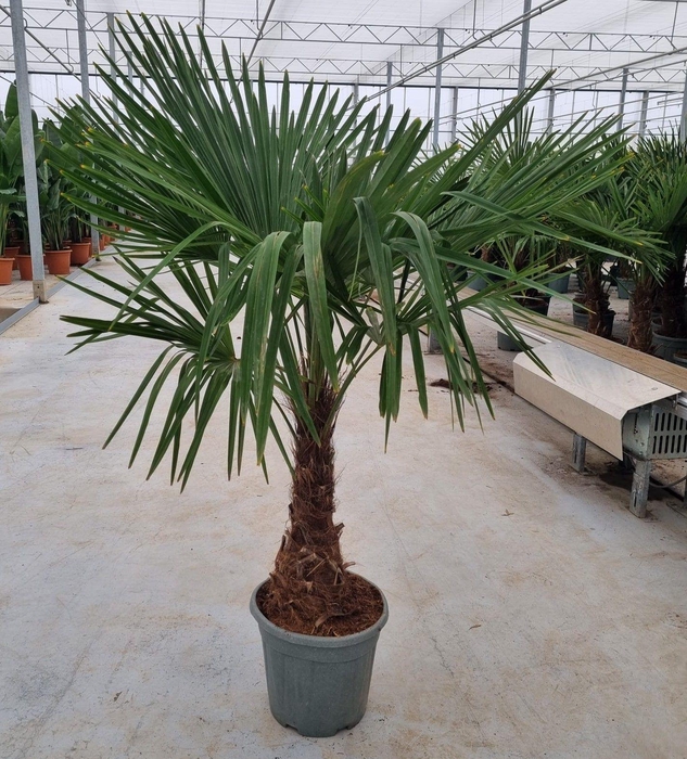 <h4>Trachycarpus fortunei</h4>