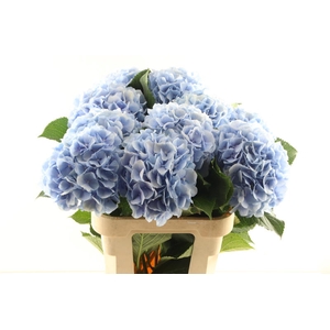 Hydr Verena Blue 50 cm Vicini