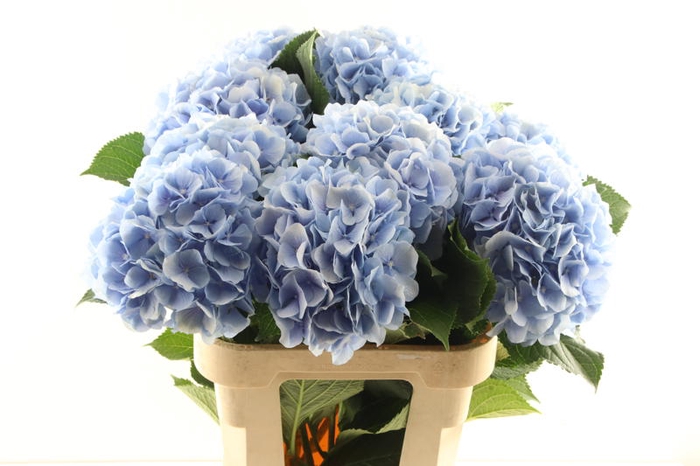 <h4>Hydr Verena Blue 50 cm Vicini</h4>