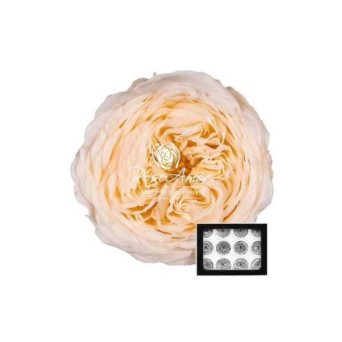 <h4>Amelia Cha89</h4>