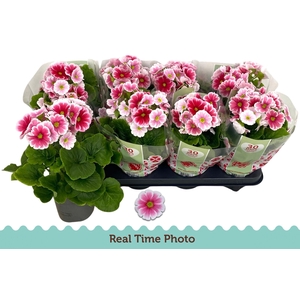 PRIM OB TM RED WHITE