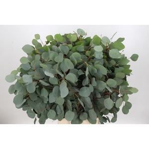 Euc. Populus (x bunche) 700 Grammi