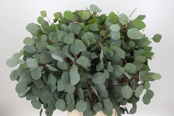 <h4>Euc. Populus (x bunche) 700 Grammi</h4>