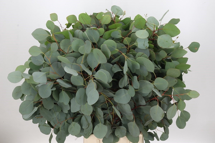 <h4>Euc. Populus 250 gr.</h4>