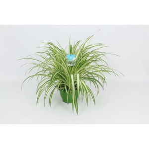 Chlorophytum Vittatum
