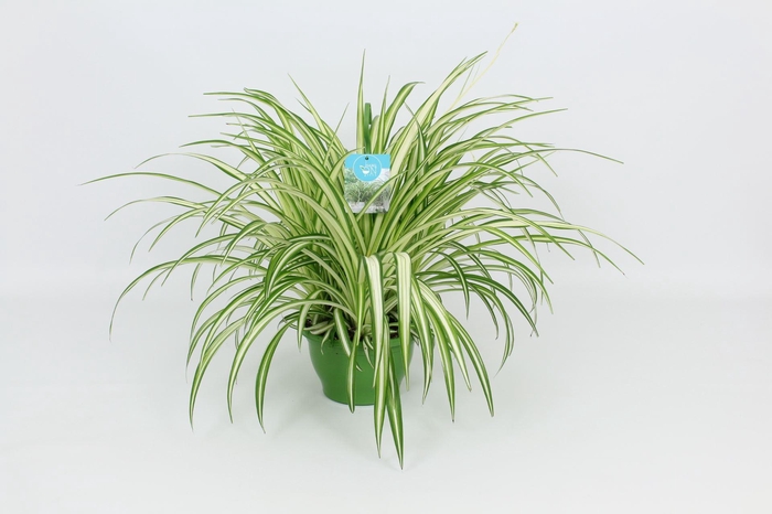 <h4>Chlorophytum Vittatum</h4>