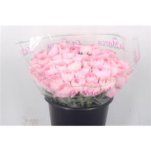 Ran.. Su Lady Hanoi Extra