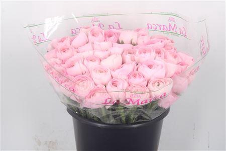 <h4>Ran.. Su Lady Hanoi Extra</h4>