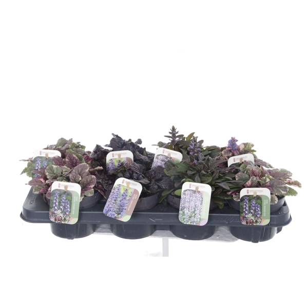 <h4>Ajuga reptans mix tray</h4>