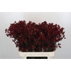 Anigozanthos Bush Ruby