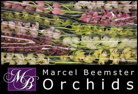 <h4>Cymb Mi Gem</h4>