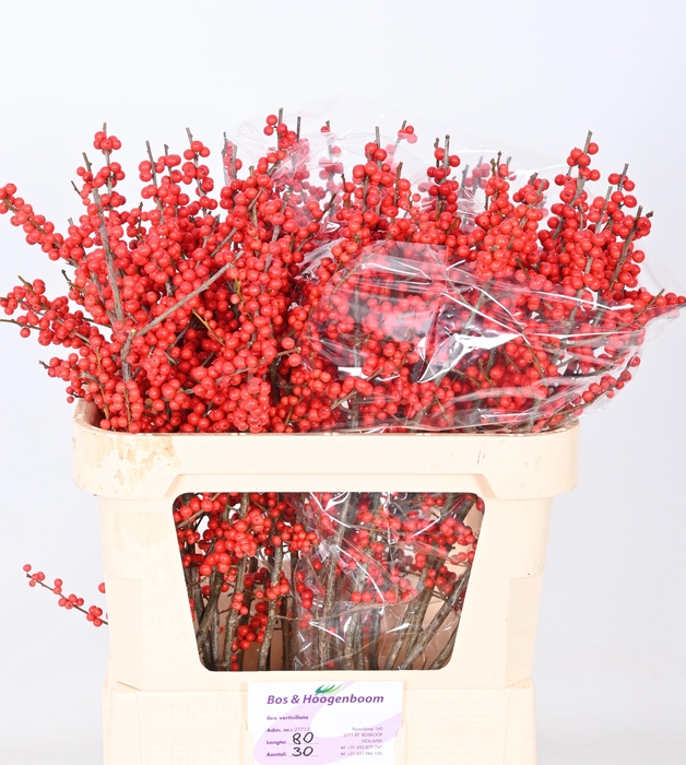 <h4>ILEX VE RODE BES</h4>