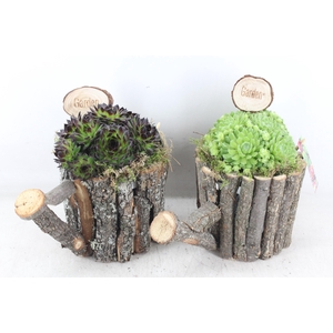 arr4 Semp MB - Schors gieter 338/4