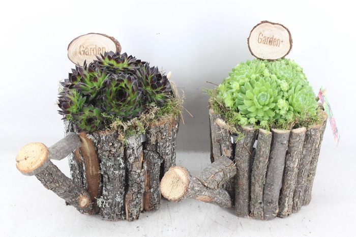 <h4>arr4 Semp MB - Schors gieter 338/4</h4>