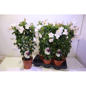 Mande Sun Opate White