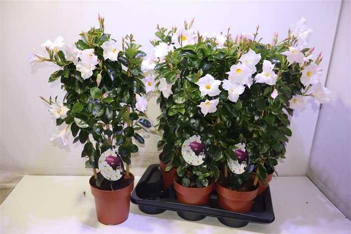 <h4>Mande Sun Opate White</h4>