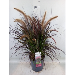 Pennisetum advena 'Tiny Tails'