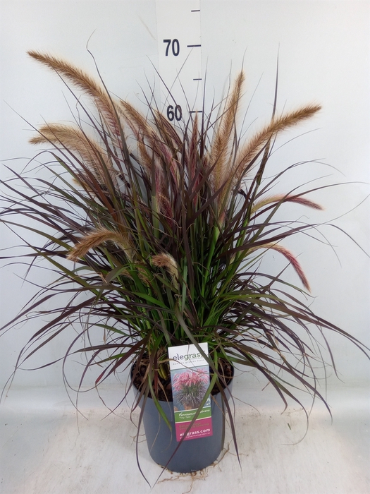 <h4>Pennisetum advena 'Tiny Tails'</h4>