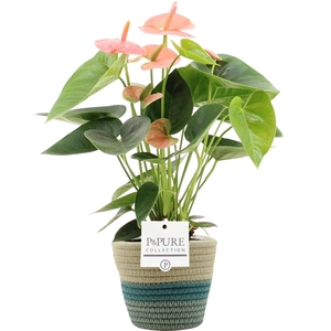 Anthurium Spirit in PURE Valerie basket