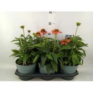 Echinacea  'Sombrero Adobe Orange'