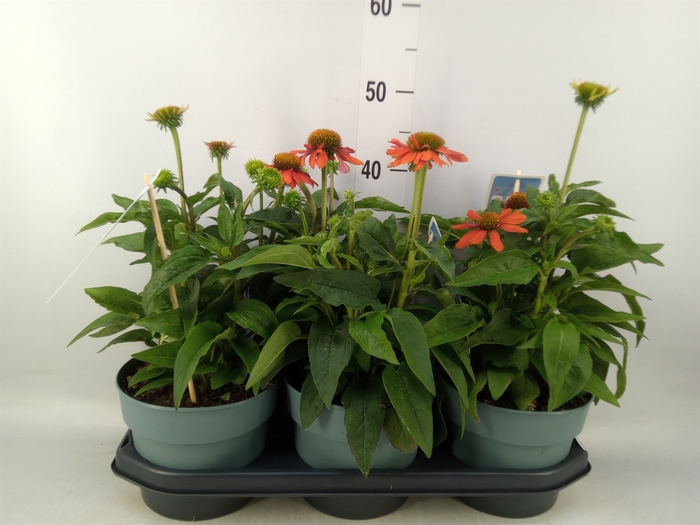 <h4>Echinacea  'Sombrero Adobe Orange'</h4>