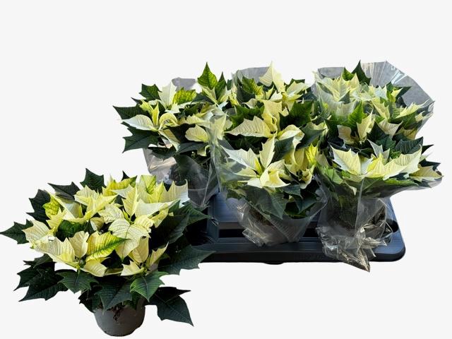 <h4>EUPHOR P ALASKA</h4>