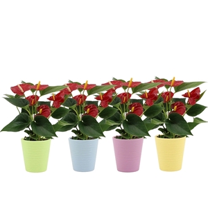 Anthurium Diamond Red in Sylvia ceramics