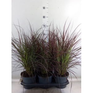 Pennisetum advena 'Fireworks'