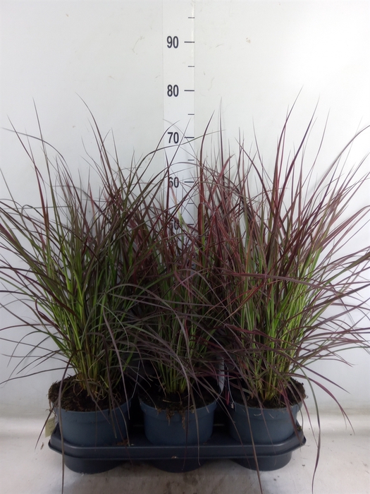 <h4>Pennisetum advena 'Fireworks'</h4>