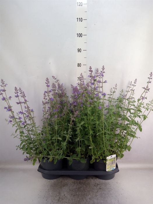 <h4>nepeta faassenii</h4>