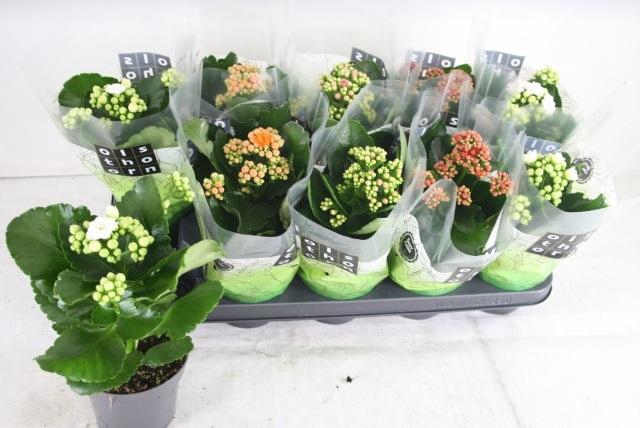 <h4>KAL GE GEM 4 KL</h4>