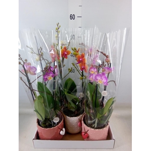Phalaenopsis   ...mix