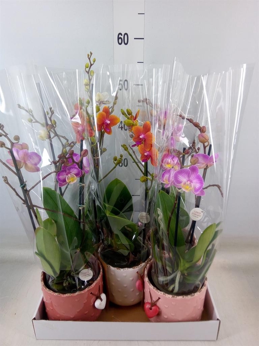 <h4>Phalaenopsis   ...mix</h4>