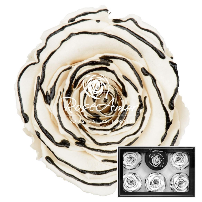 <h4>Xl Zebra Black Whi04</h4>