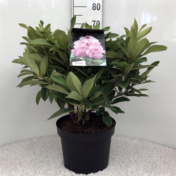 <h4>Rhodo. 'Onkel Dines' light pink</h4>