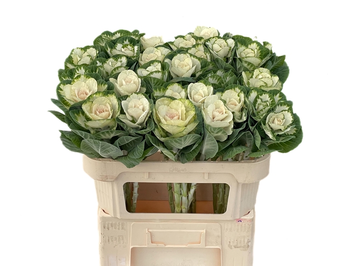 <h4>BRASS WHITE CRANE</h4>