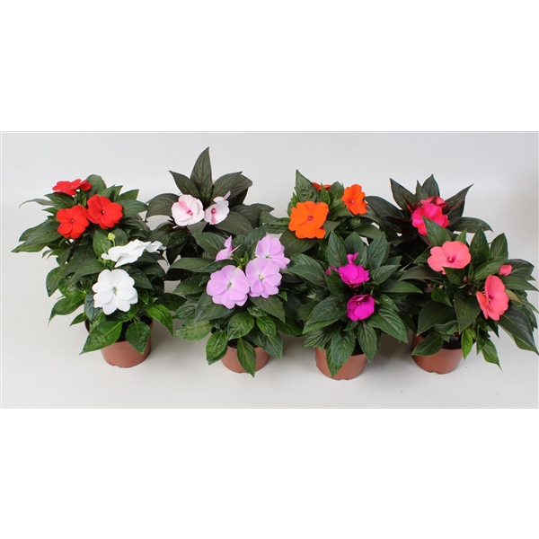 <h4>Impatiens New Guinea Grp mix 6 kleuren mixlagen</h4>