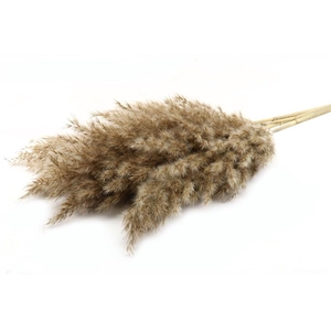 Dried flowers Pampas wooly 100cm x5