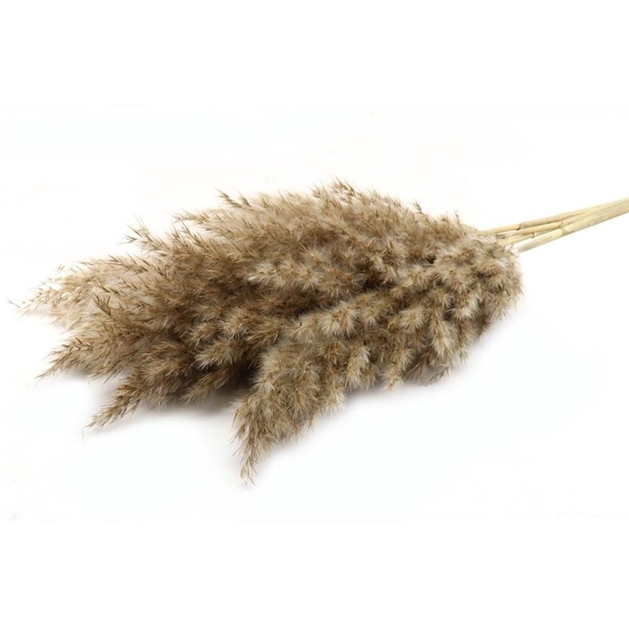 <h4>Dried flowers Pampas wooly 100cm x5</h4>