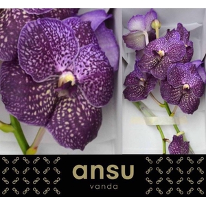 VANDA SU VIOLET DARK