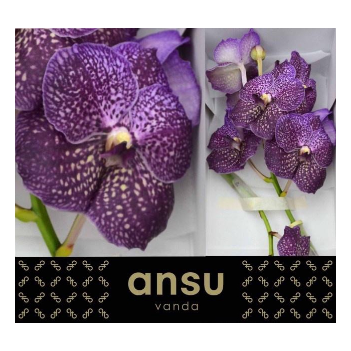 <h4>Vanda Su Violet Dark</h4>