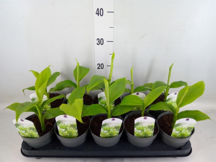 <h4>Musa basjoo</h4>