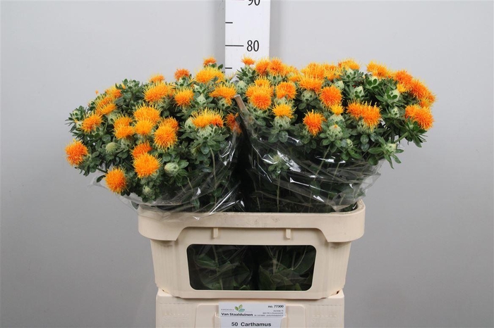 <h4>Carth T Zanzibar</h4>