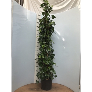 Hedera Montgomery pyramide H180