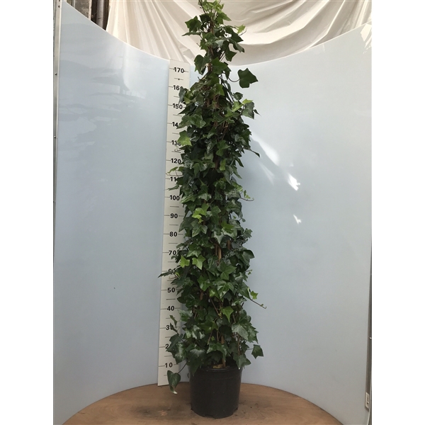 <h4>Hedera Montgomery pyramide H180</h4>