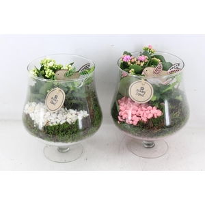 arr2 PL - Glas op voet x6 - roze/wit